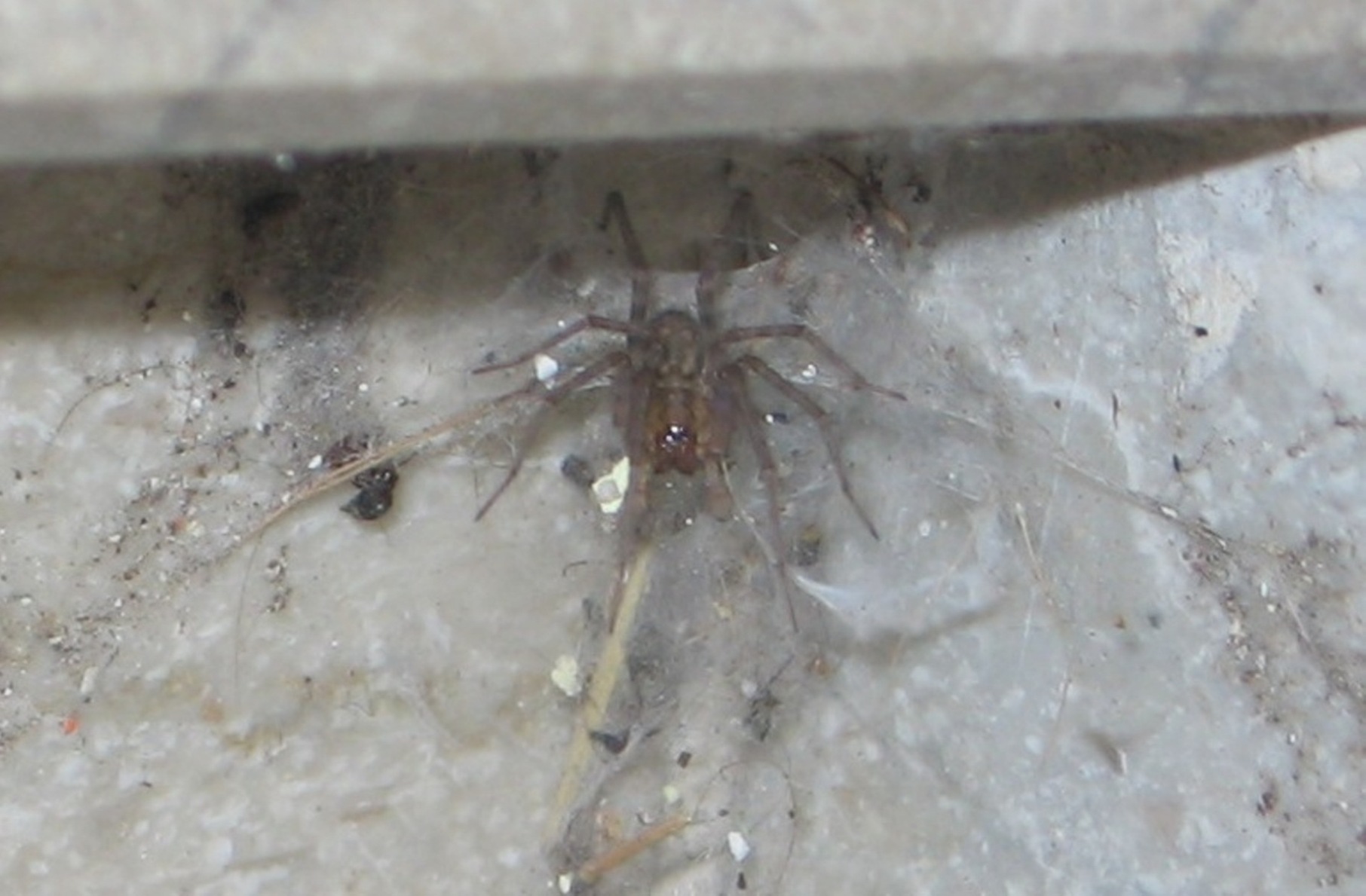 Tegenaria sp. o Malthonica sp.